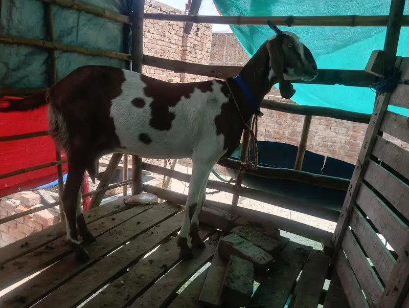 Female for sale near to breed