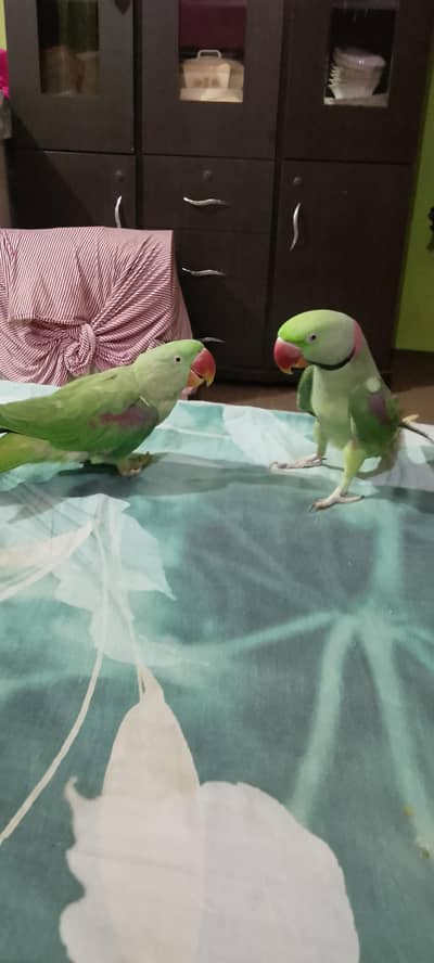 talking Raw parrot