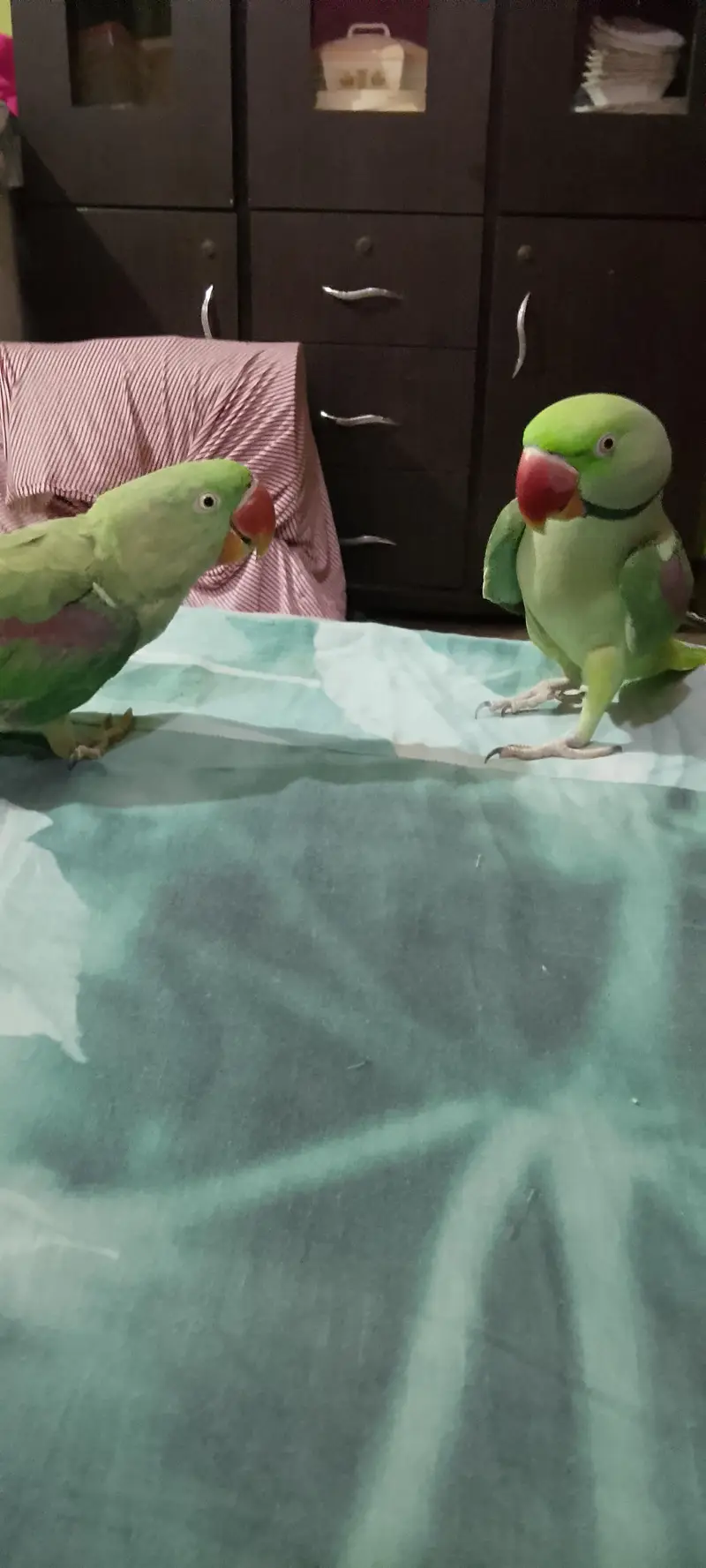 talking Raw parrot — photo 2