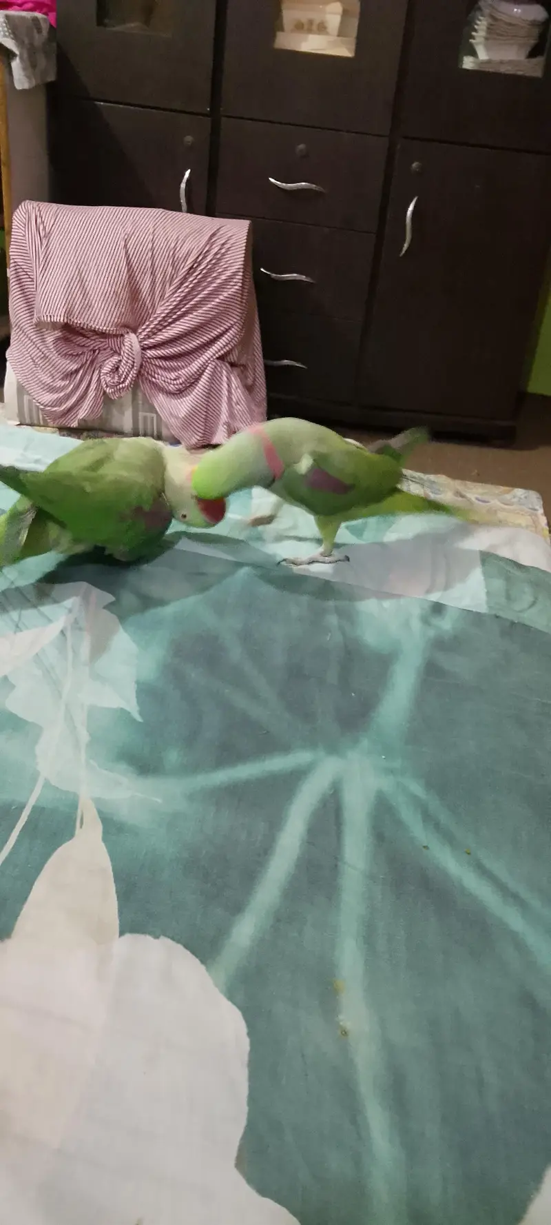 talking Raw parrot — photo 3