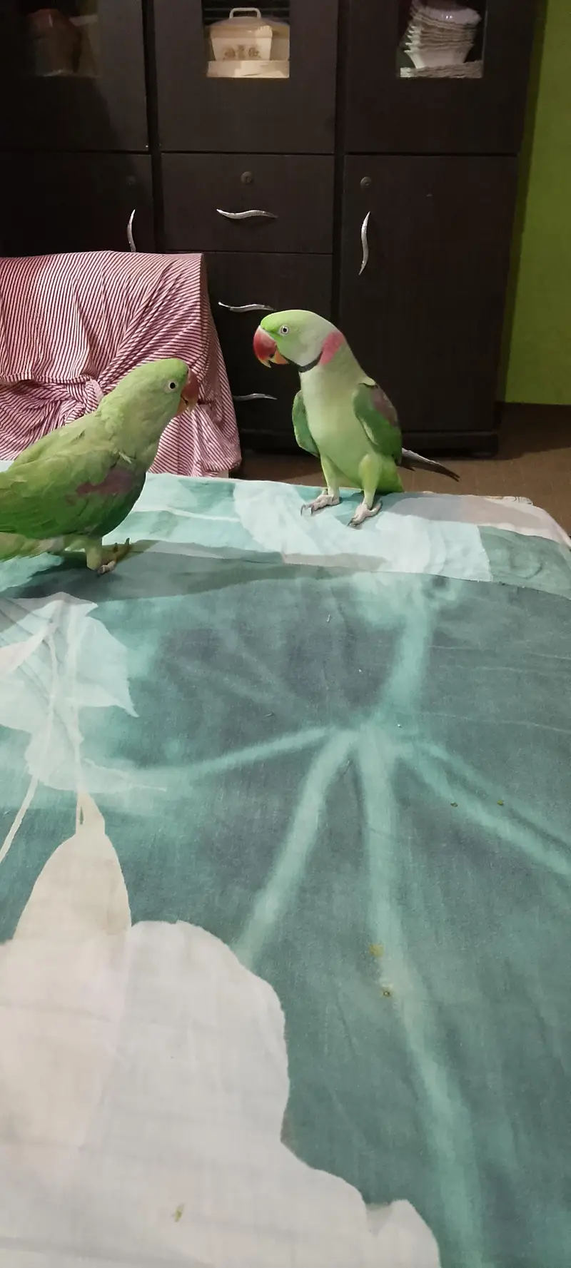 talking Raw parrot — photo 4