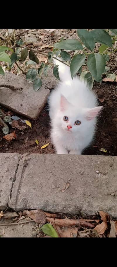 2 Two Percian kitten male female pure white kitten for sale