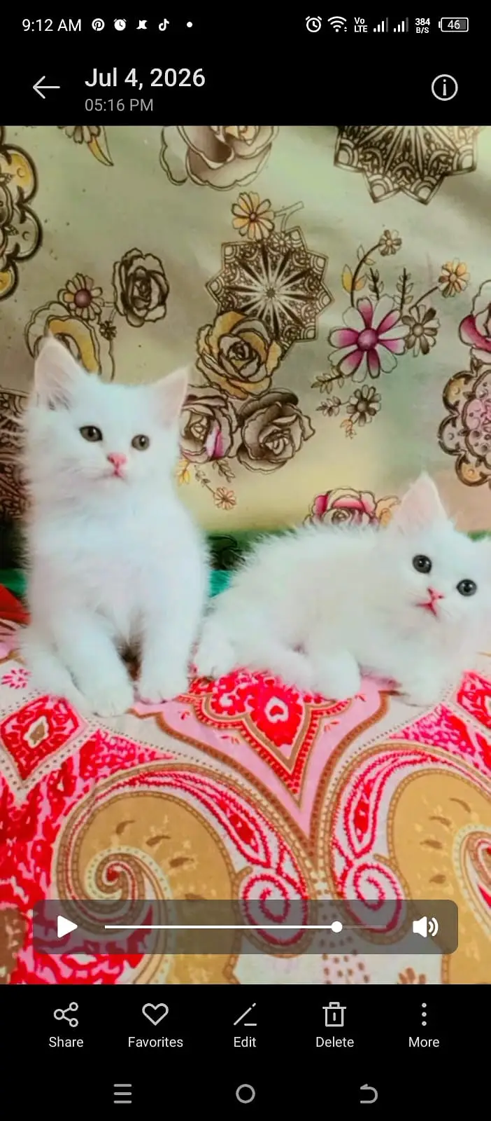 2 Two Percian kitten male female pure white kitten for sale — photo 3