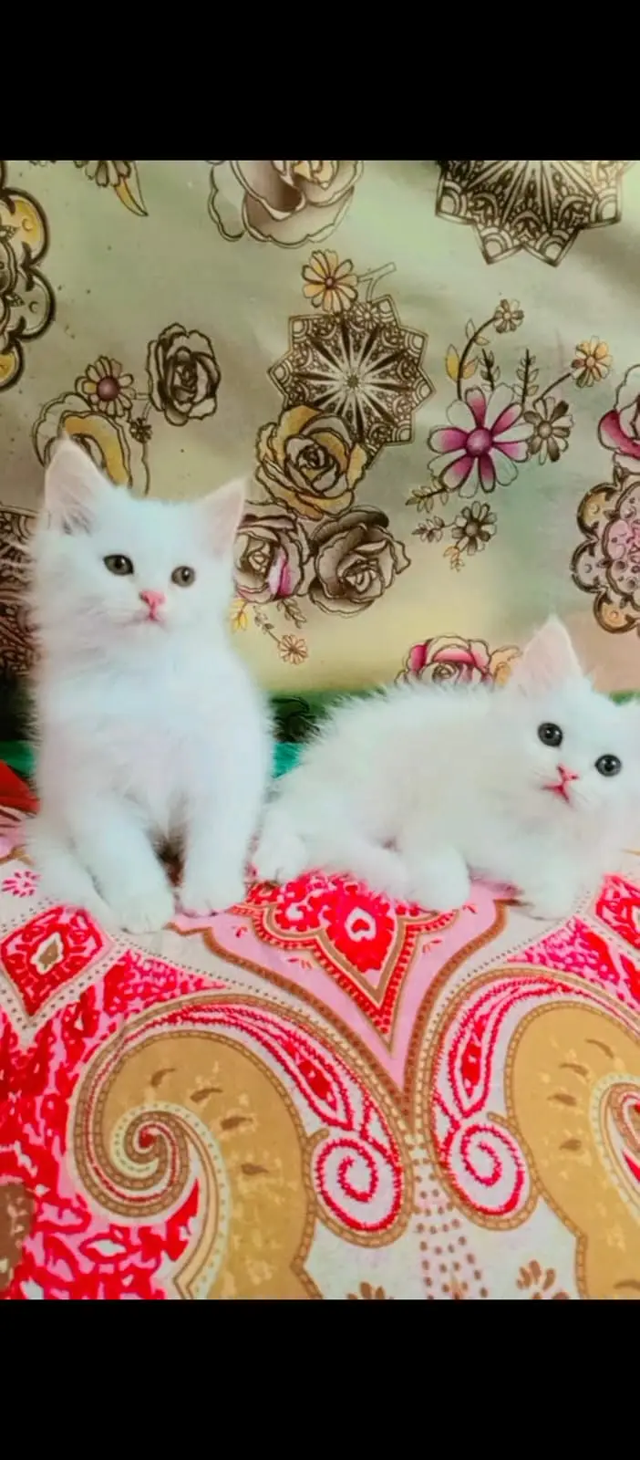 2 Two Percian kitten male female pure white kitten for sale — photo 4