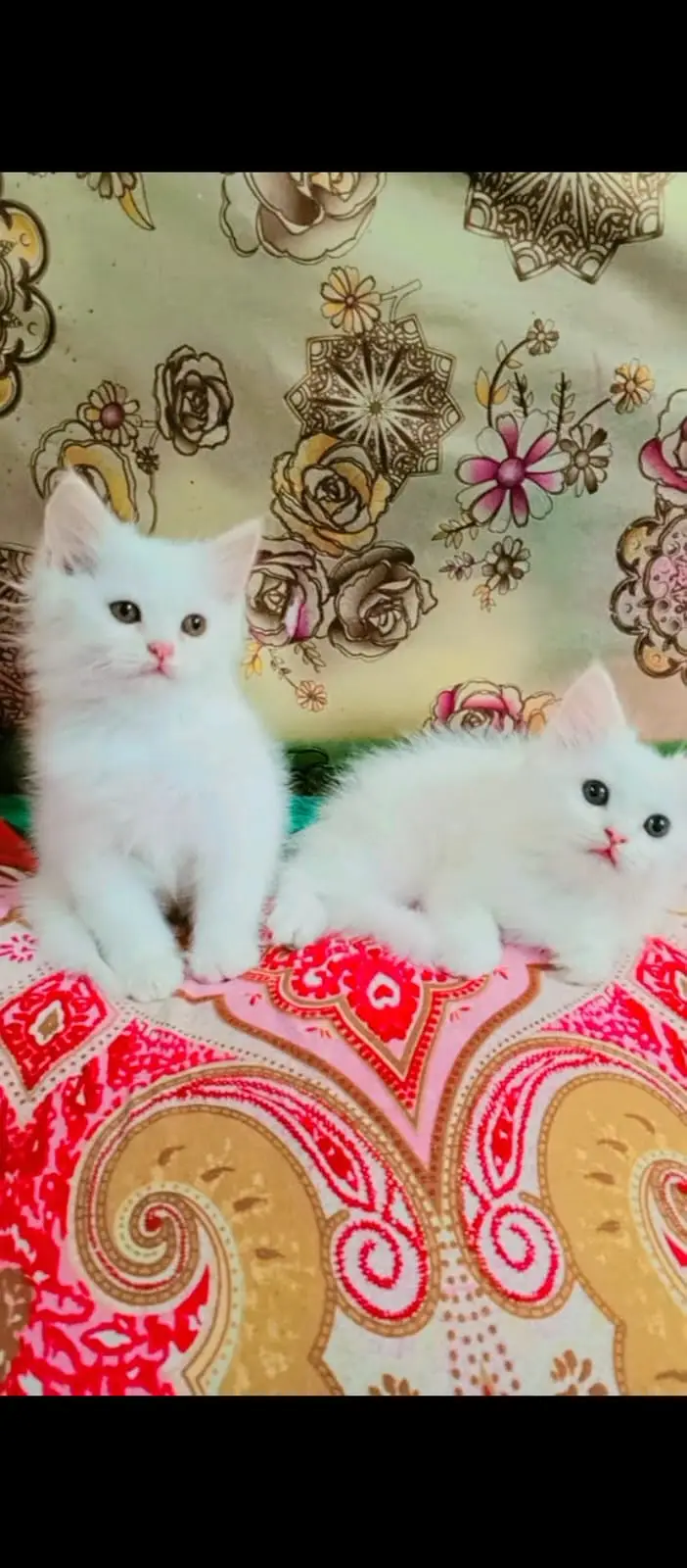 2 Two Percian kitten male female pure white kitten for sale — photo 5