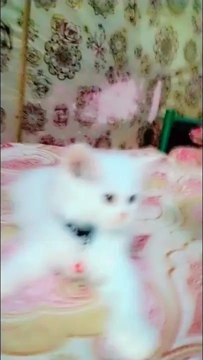 2 Two Percian kitten male female pure white kitten for sale — photo 6