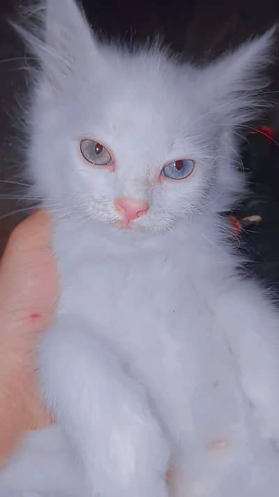 Persian cat