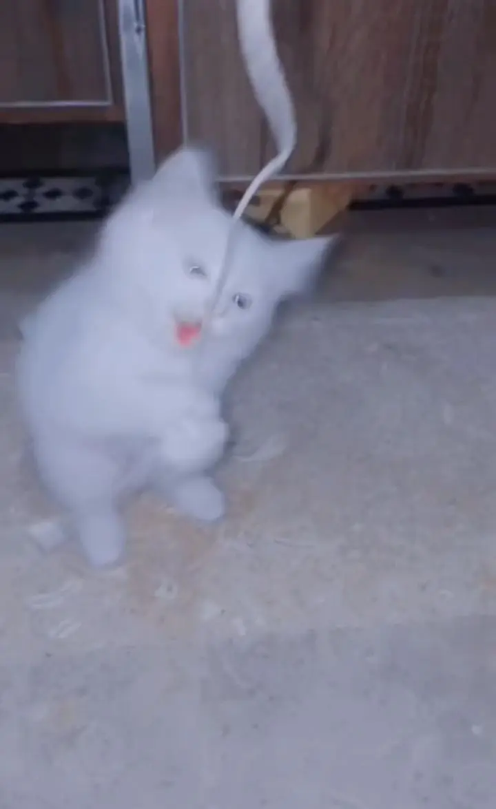 Persian cat — photo 2
