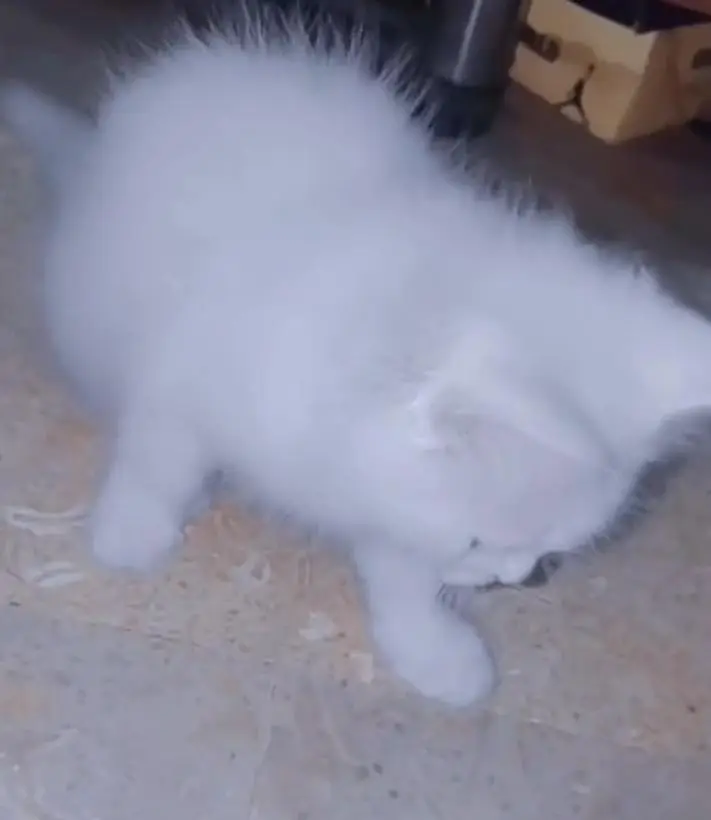 Persian cat — photo 3