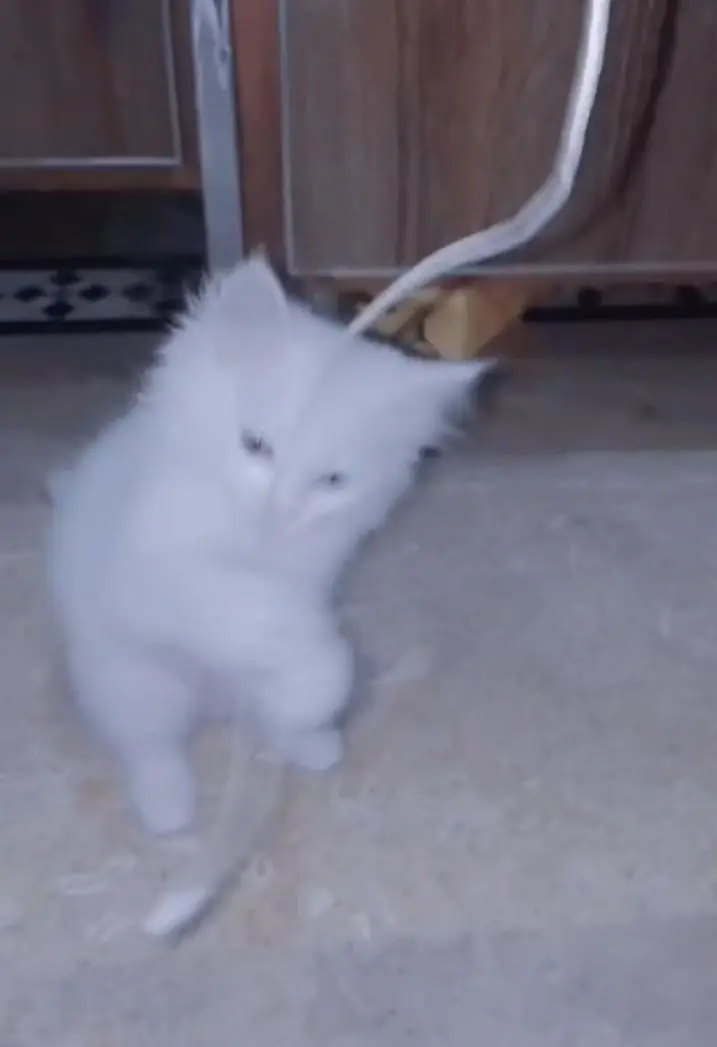 Persian cat — photo 4
