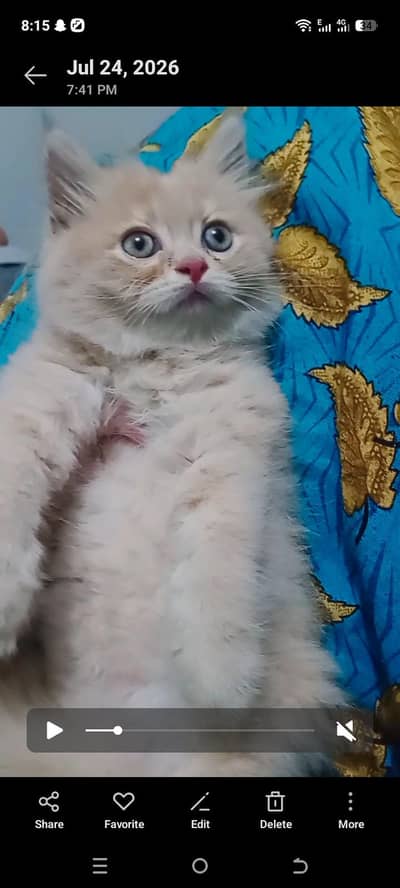 it's 2 kittens very healthy and active male kittens