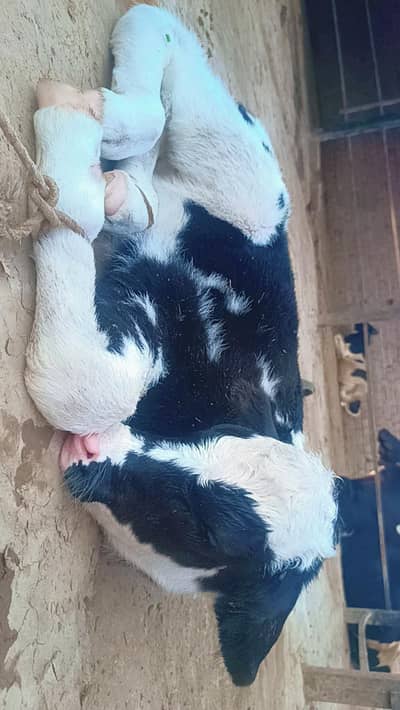 Male for sale