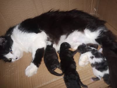 Mother with 3 kittens