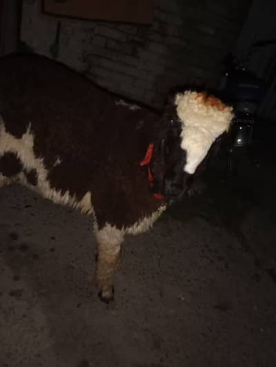 Mundra for sale in mughal Pura Lhr