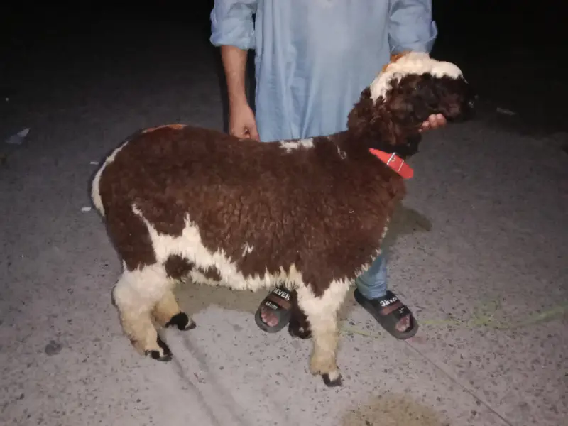 Mundra for sale in mughal Pura Lhr — photo 4