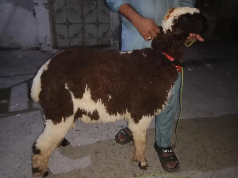Mundra for sale in mughal Pura Lhr — photo 7