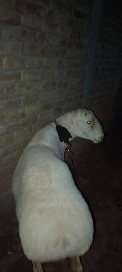 Domba