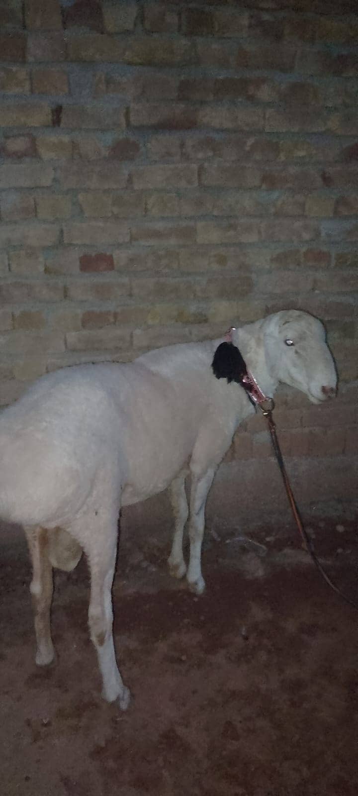 Domba 1
