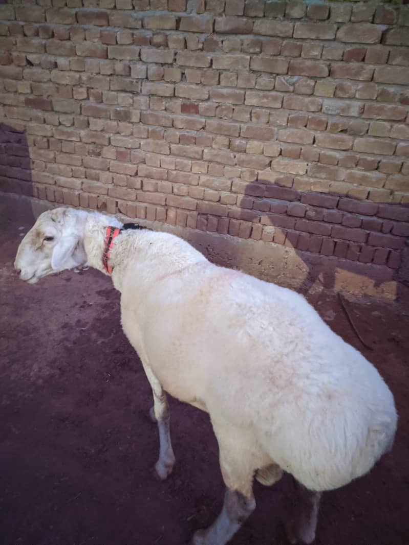 Domba 2