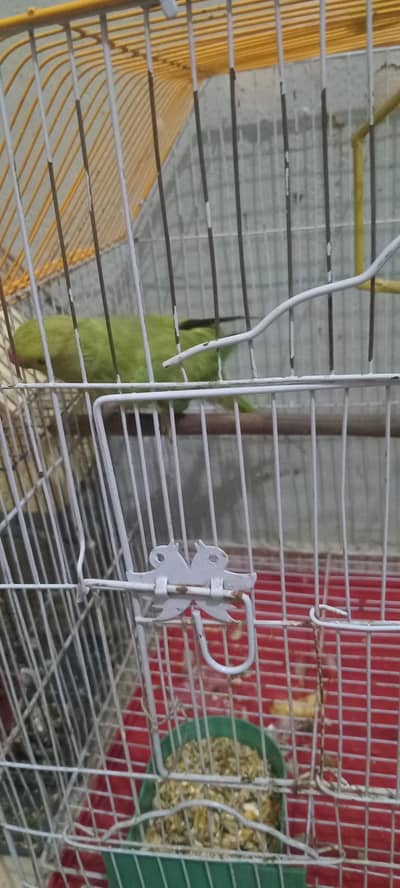 Ringneck female for sell talking full karti ha