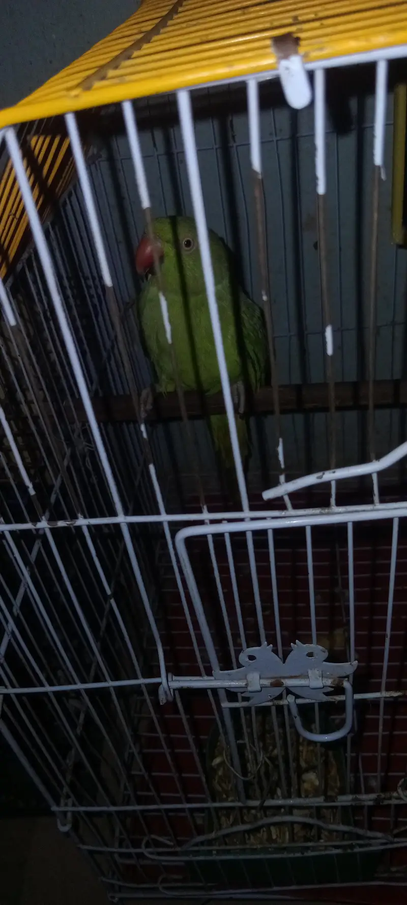 Ringneck female for sell talking full karti ha — photo 3