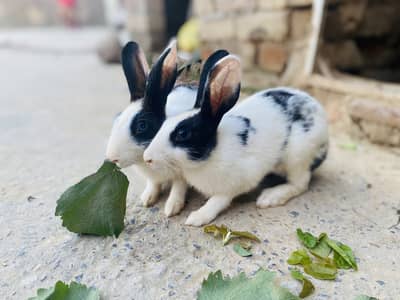 2 Dutch rabbits bunnies