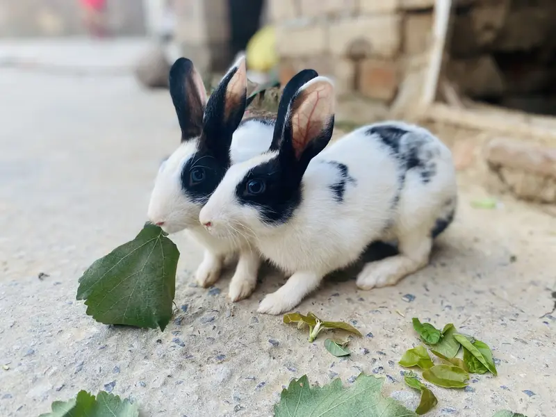 2 Dutch rabbits bunnies