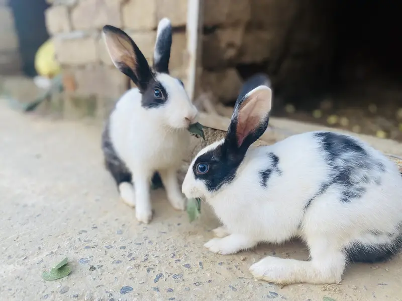 2 Dutch rabbits bunnies — photo 2