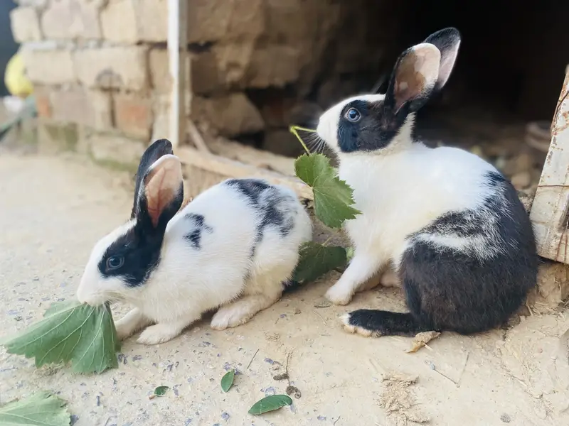 2 Dutch rabbits bunnies — photo 3