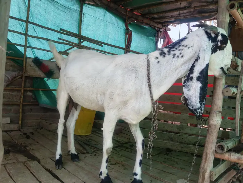 Goat | Bkri | Female Goat | Maki cheni Bkri | Goat / bkri for sale — photo 3
