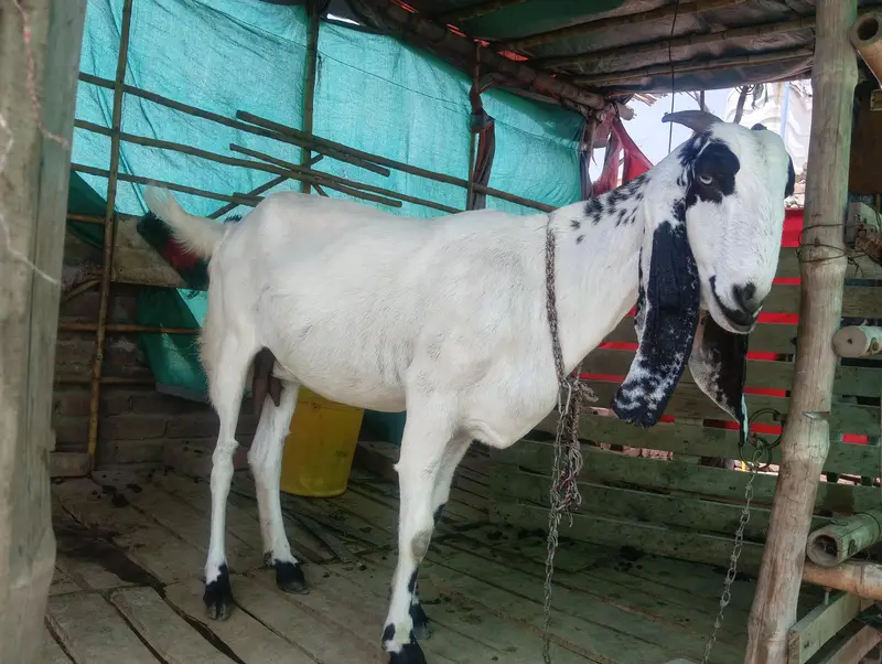 Goat | Bkri | Female Goat | Maki cheni Bkri | Goat / bkri for sale — photo 2