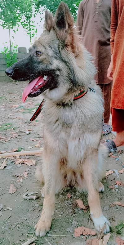 Alshishan dog  female