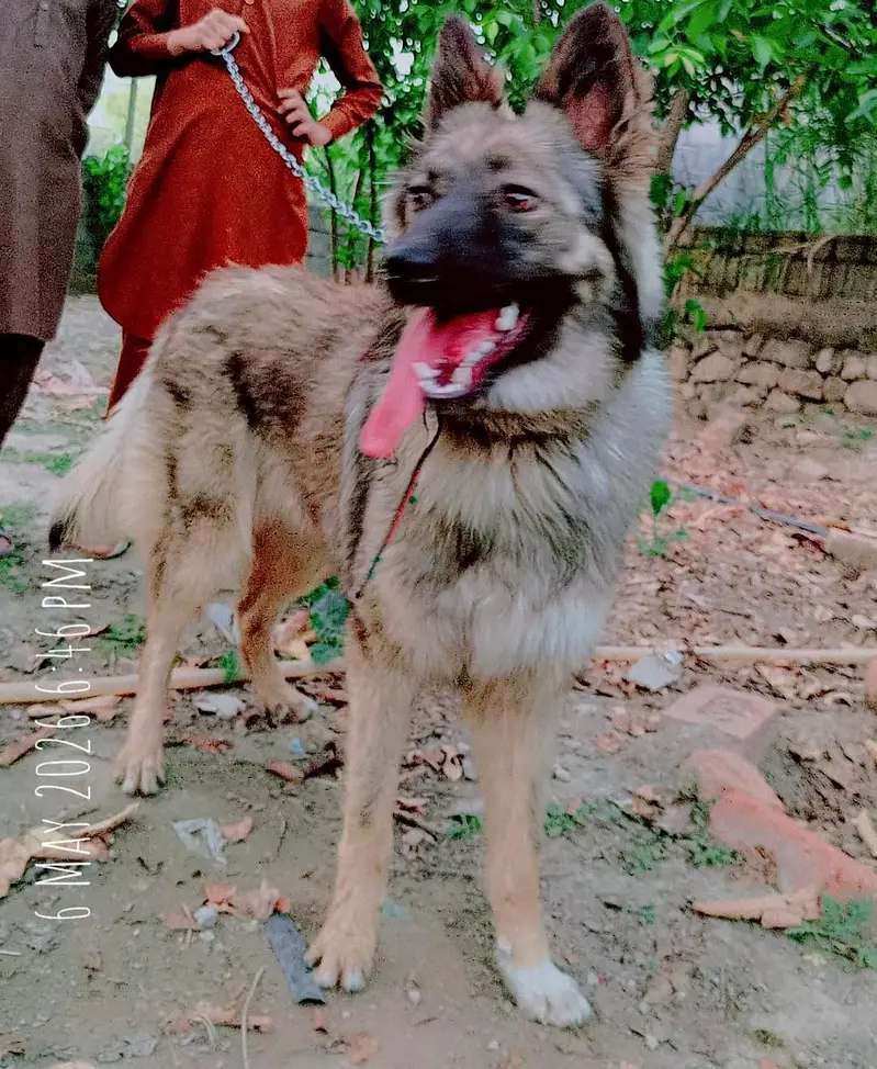 Alshishan dog  female — photo 2
