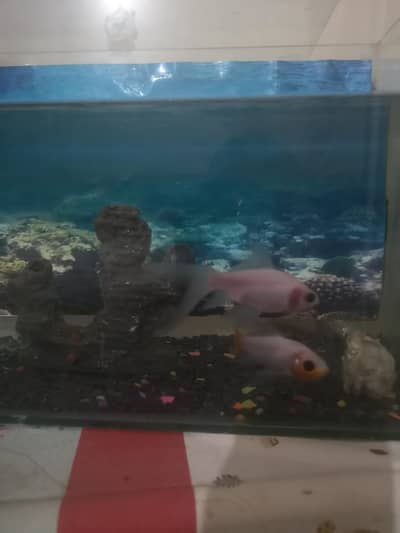 goldfish for sale with aquarium