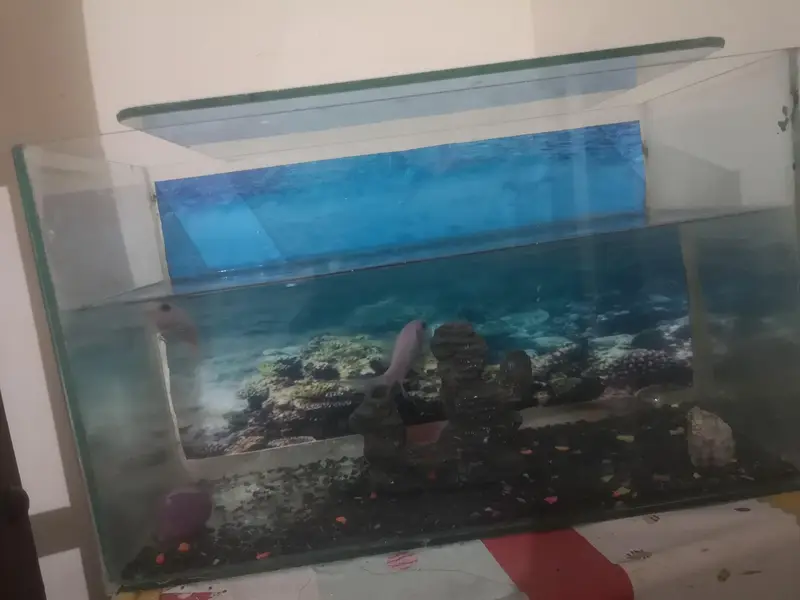 goldfish for sale with aquarium — photo 2