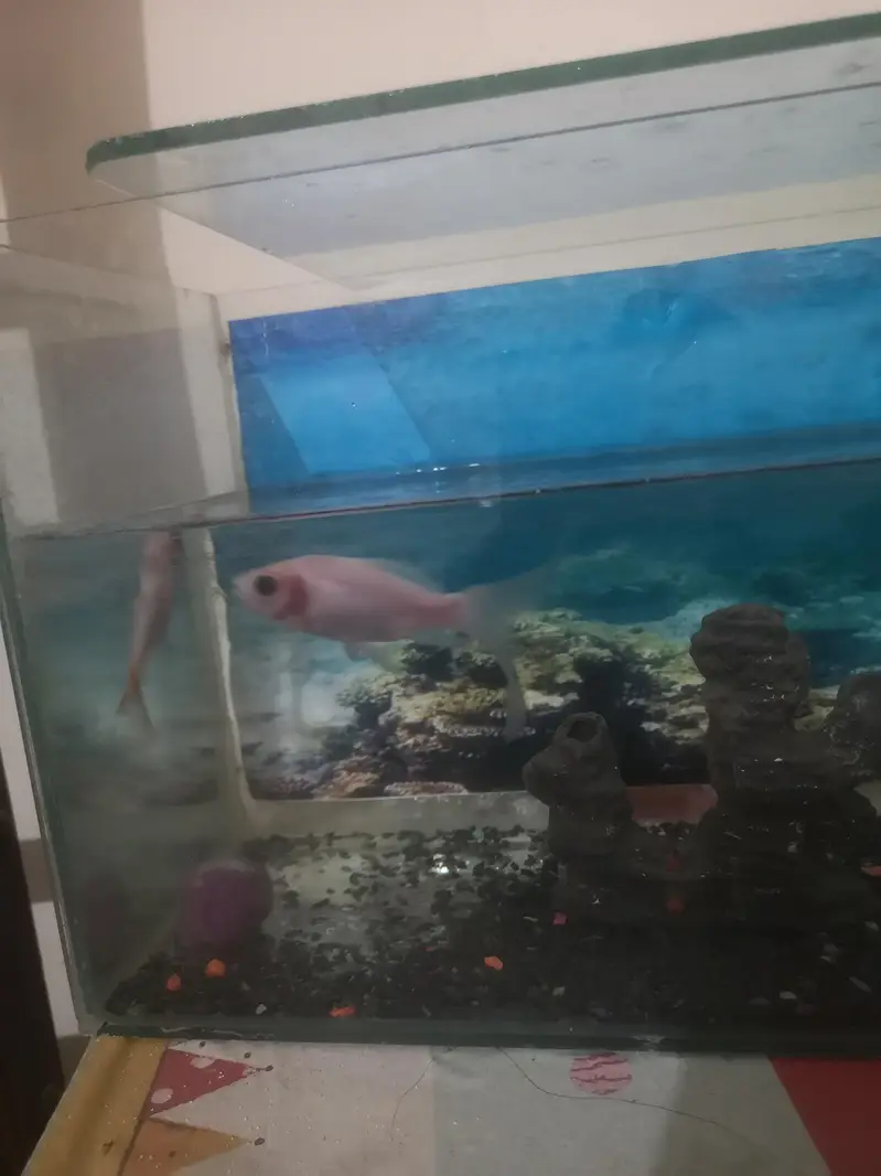 goldfish for sale with aquarium — photo 3