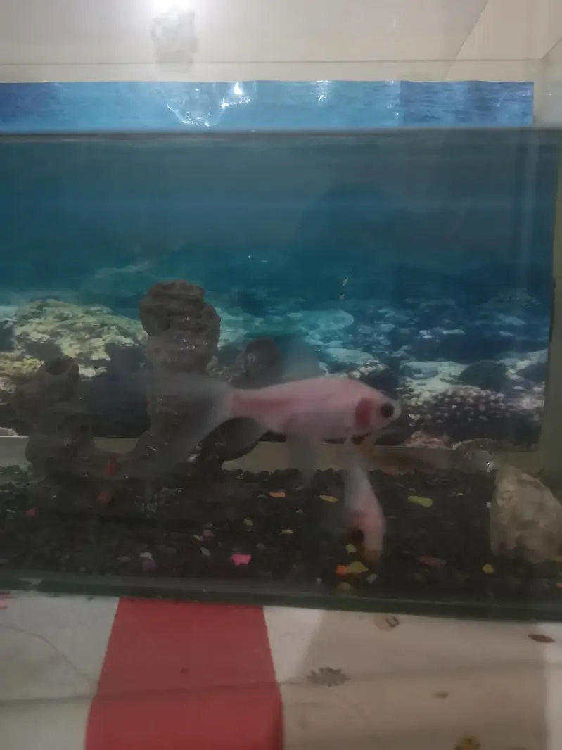 goldfish for sale with aquarium — photo 4