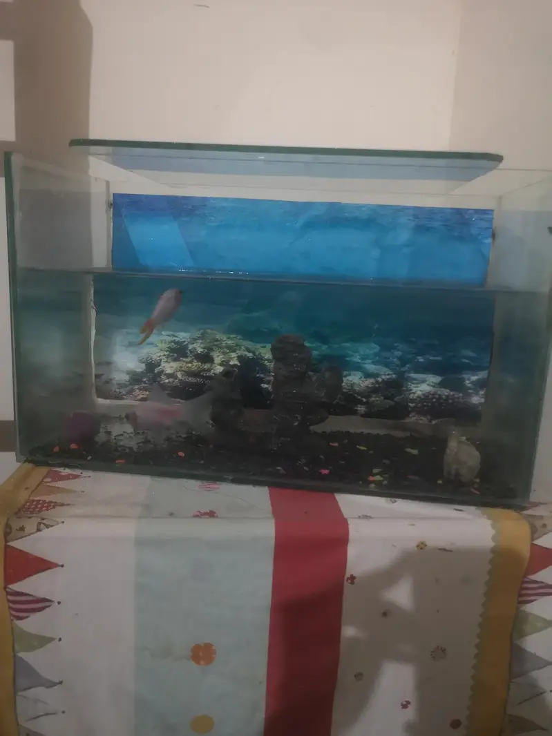 goldfish for sale with aquarium — photo 5