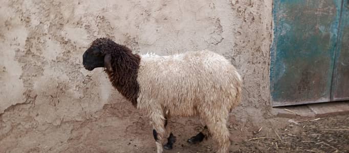 mundra ablak beautiful ram