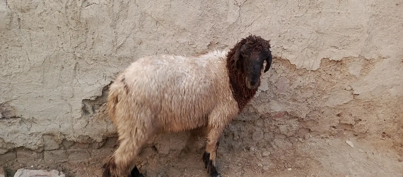 mundra ablak beautiful ram — photo 2