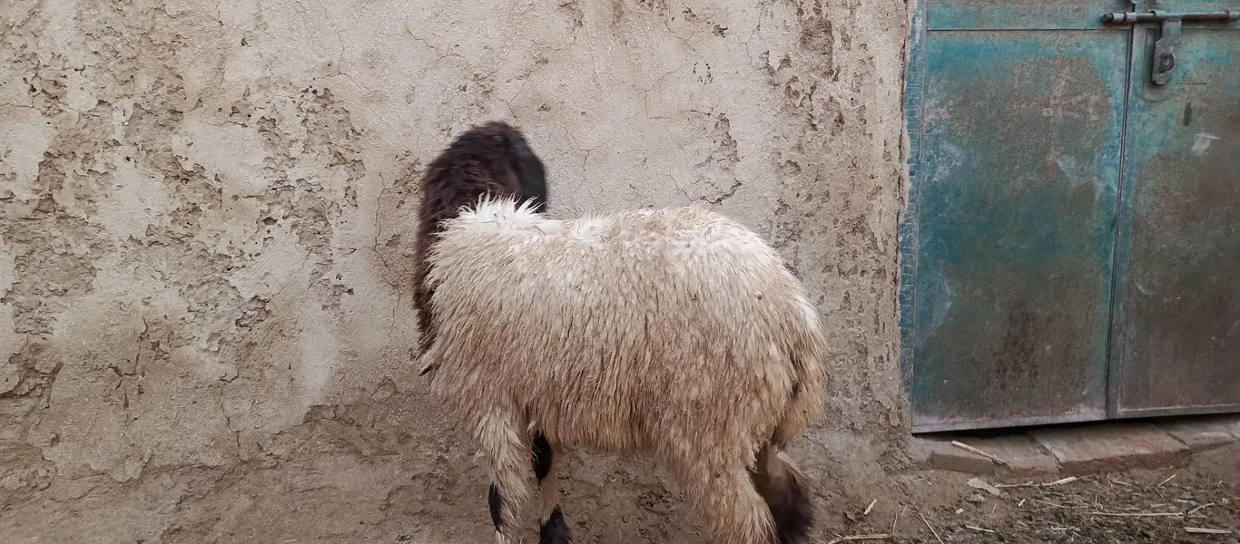 mundra ablak beautiful ram — photo 3