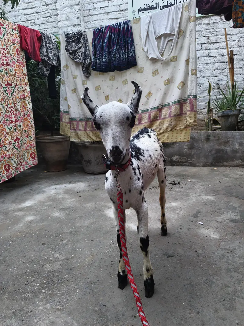 makhi cheena original — photo 6