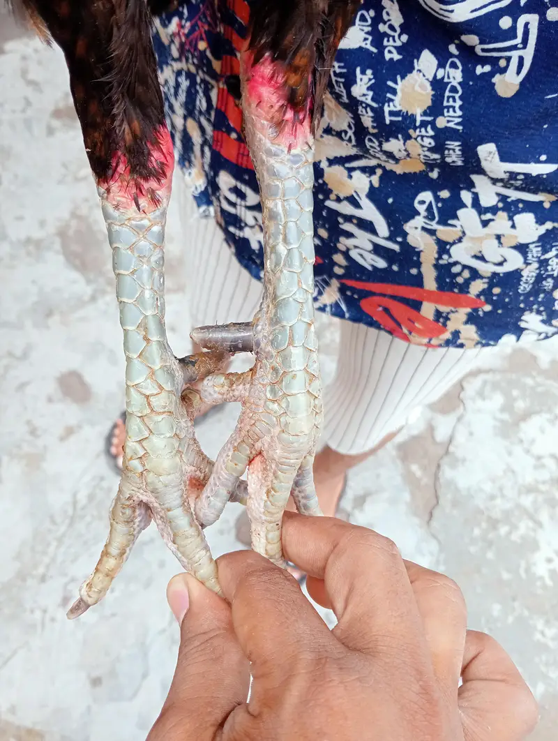 pair joda — photo 3