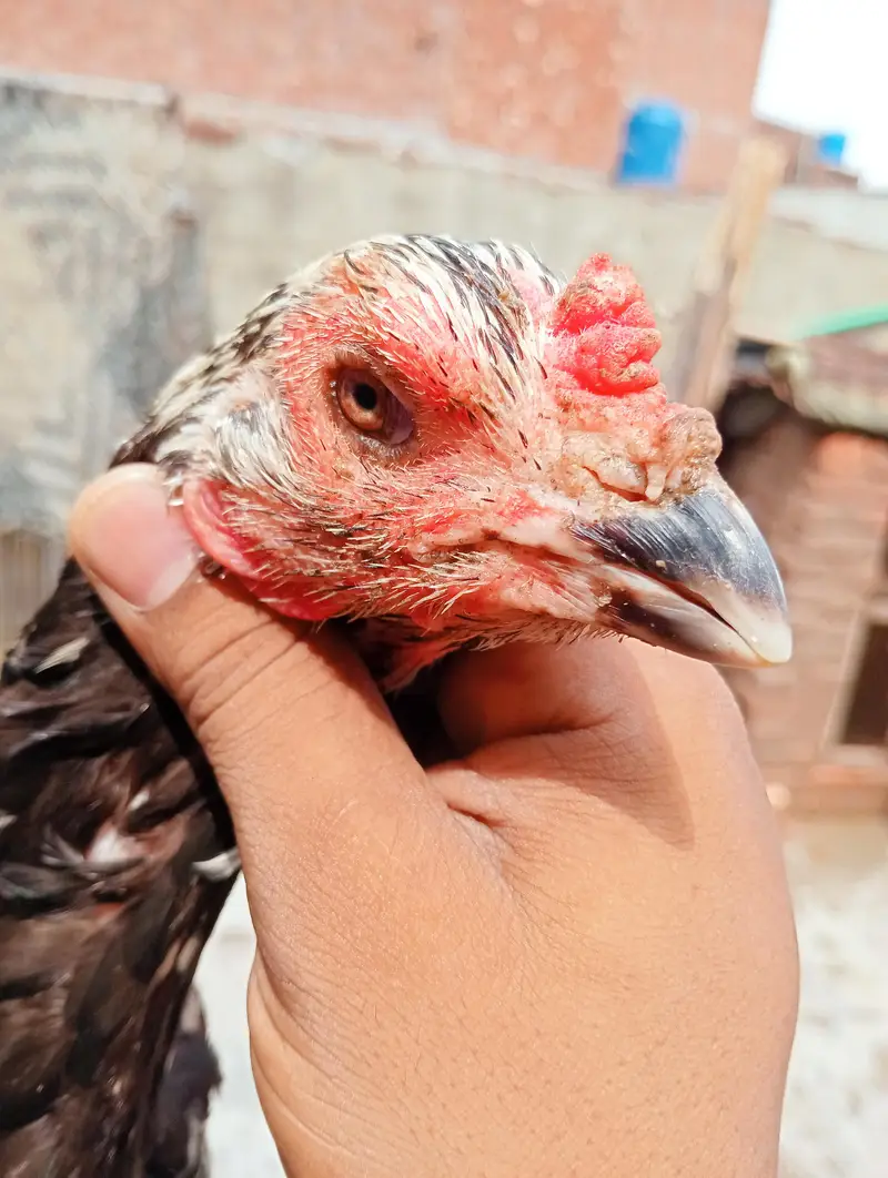 pair joda — photo 4
