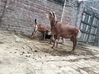 2 bakri for sale age Bari ki age 2.5 year CHOTI ki age 8 month