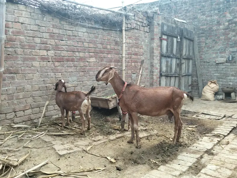 2 bakri for sale age Bari ki age 2.5 year CHOTI ki age 8 month — photo 2