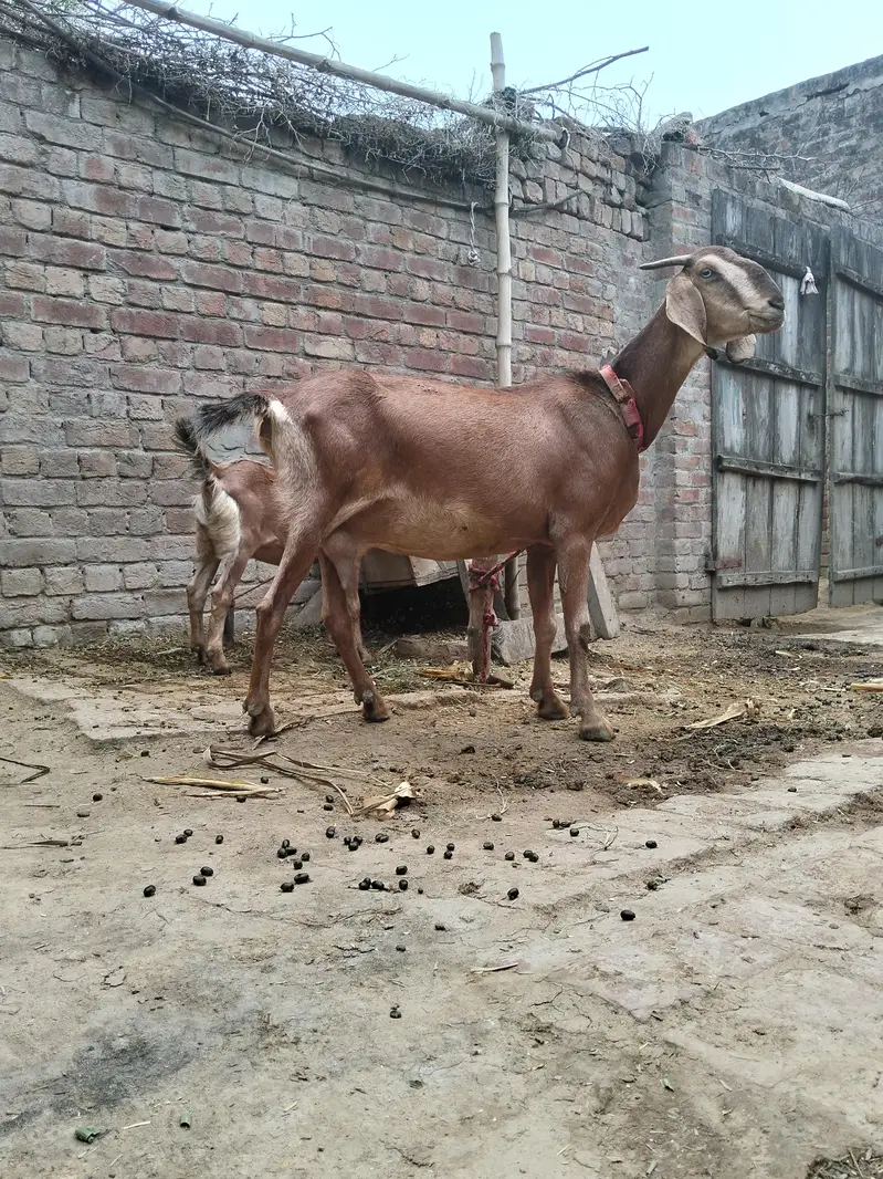 2 bakri for sale age Bari ki age 2.5 year CHOTI ki age 8 month — photo 3