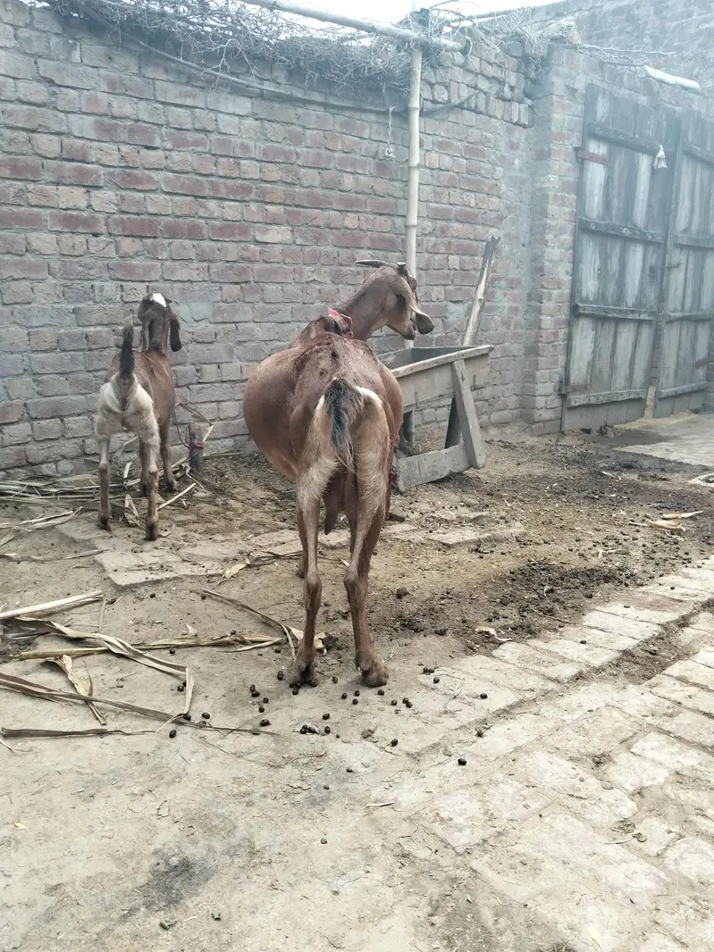 2 bakri for sale age Bari ki age 2.5 year CHOTI ki age 8 month — photo 4