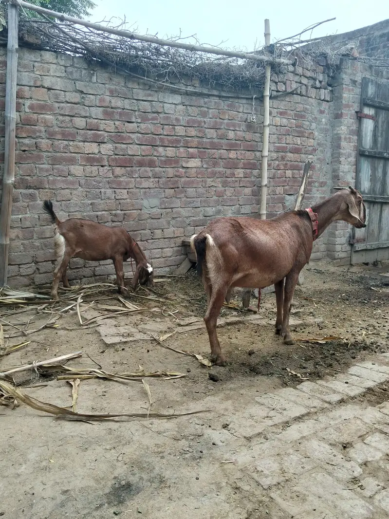 2 bakri for sale age Bari ki age 2.5 year CHOTI ki age 8 month — photo 5