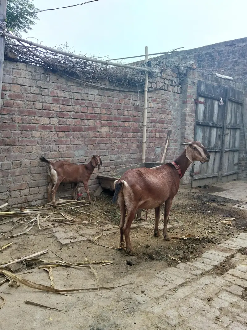 2 bakri for sale age Bari ki age 2.5 year CHOTI ki age 8 month — photo 6